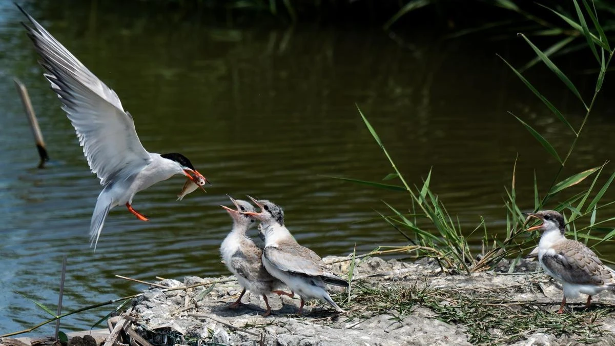 La vida del charrán en el delta del Ebro