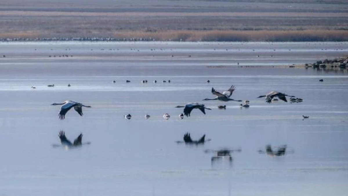 Las grullas de Gallocanta