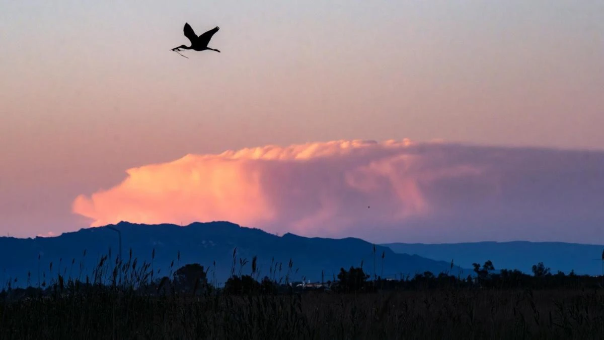El morito común del delta del Ebro