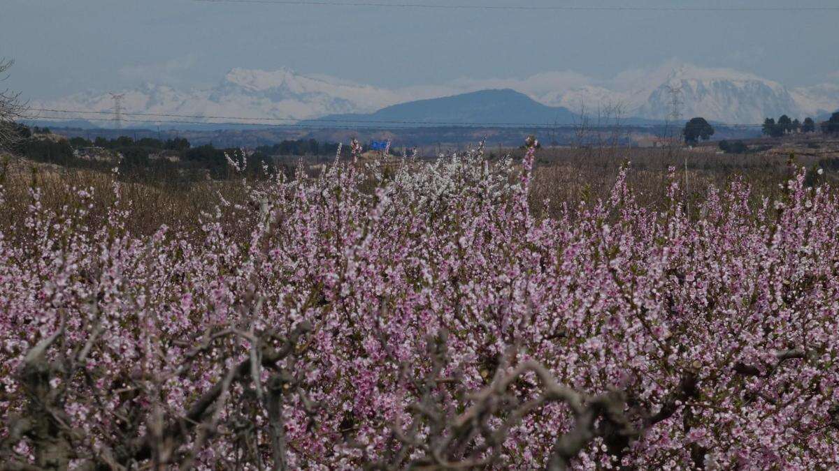 Armonía del campo y la montaña en el Segrià