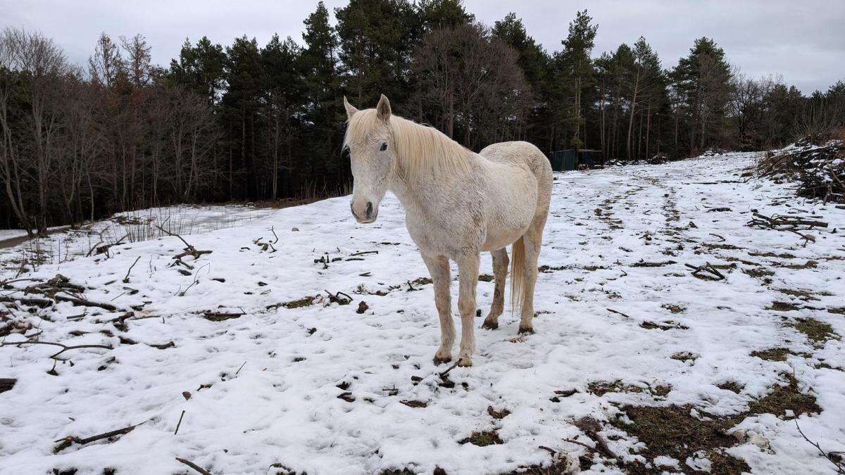 El caballo blanco de nieve de Saldes