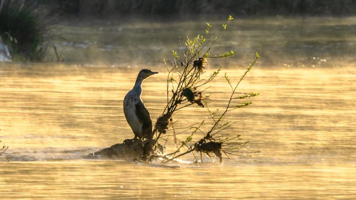 Cormoranes entre el humo ártico del Ter