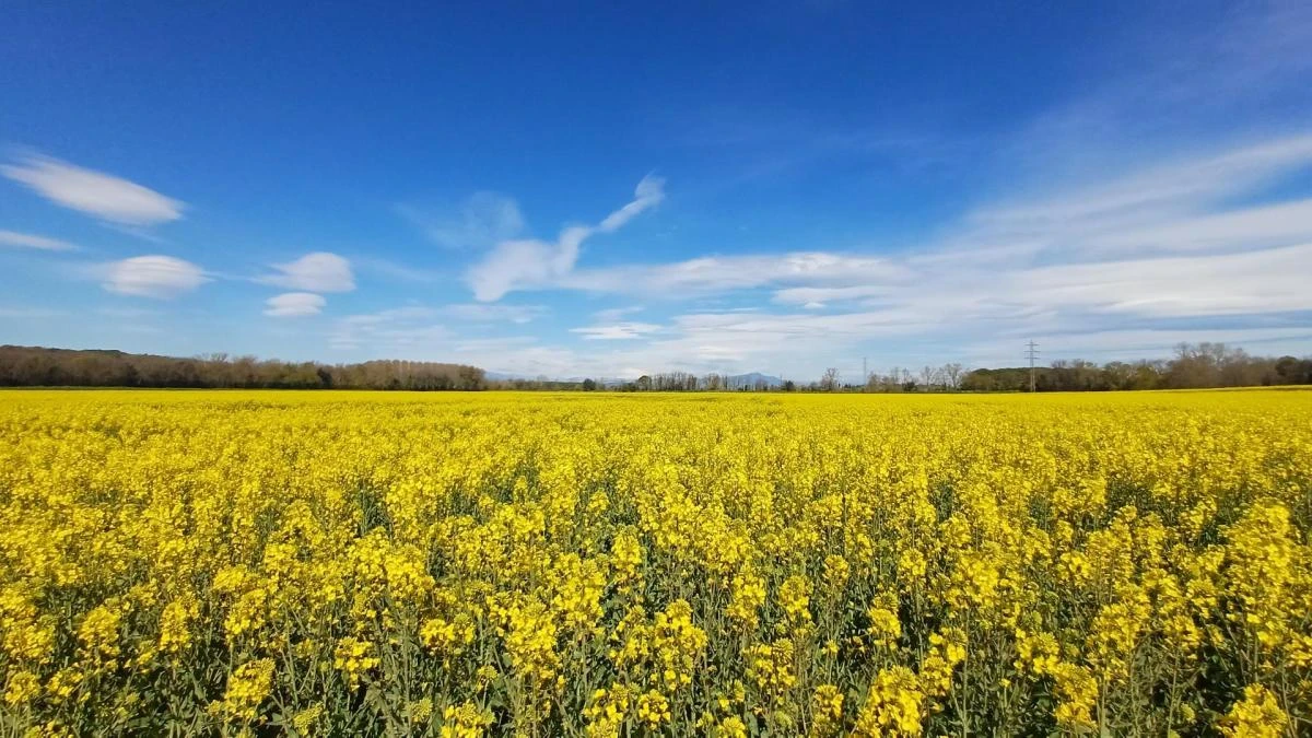 El paisaje amarillo de Llagostera