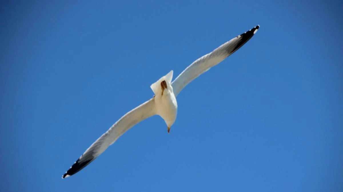 El vuelo y descanso de la gaviota