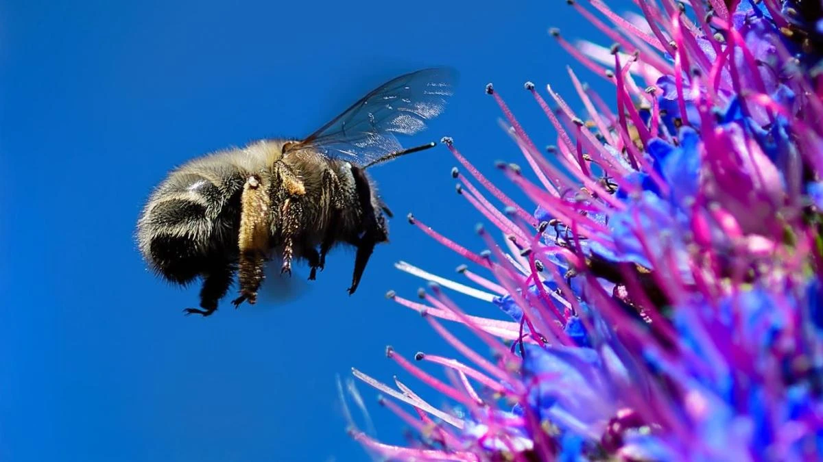 La primavera, la sangre altera, ¿por qué?