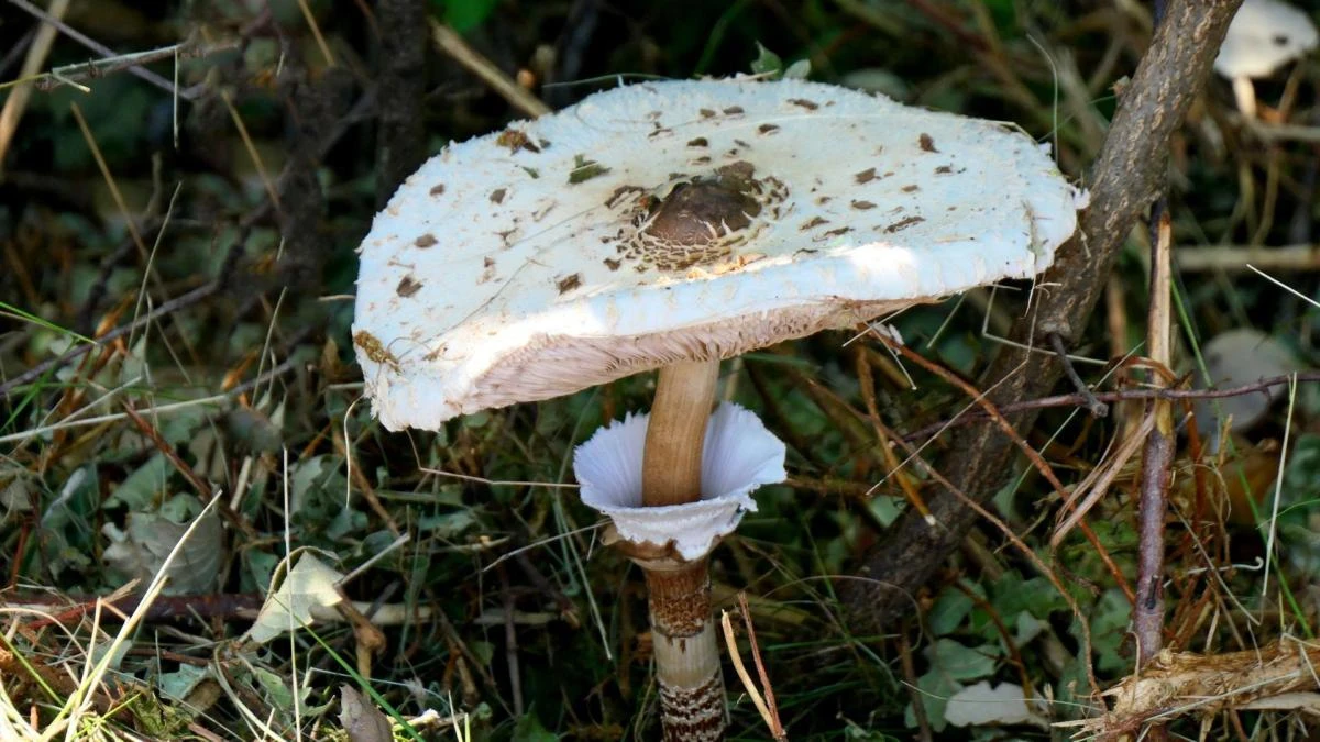 Macrolepiota procera, el gran hongo parasol