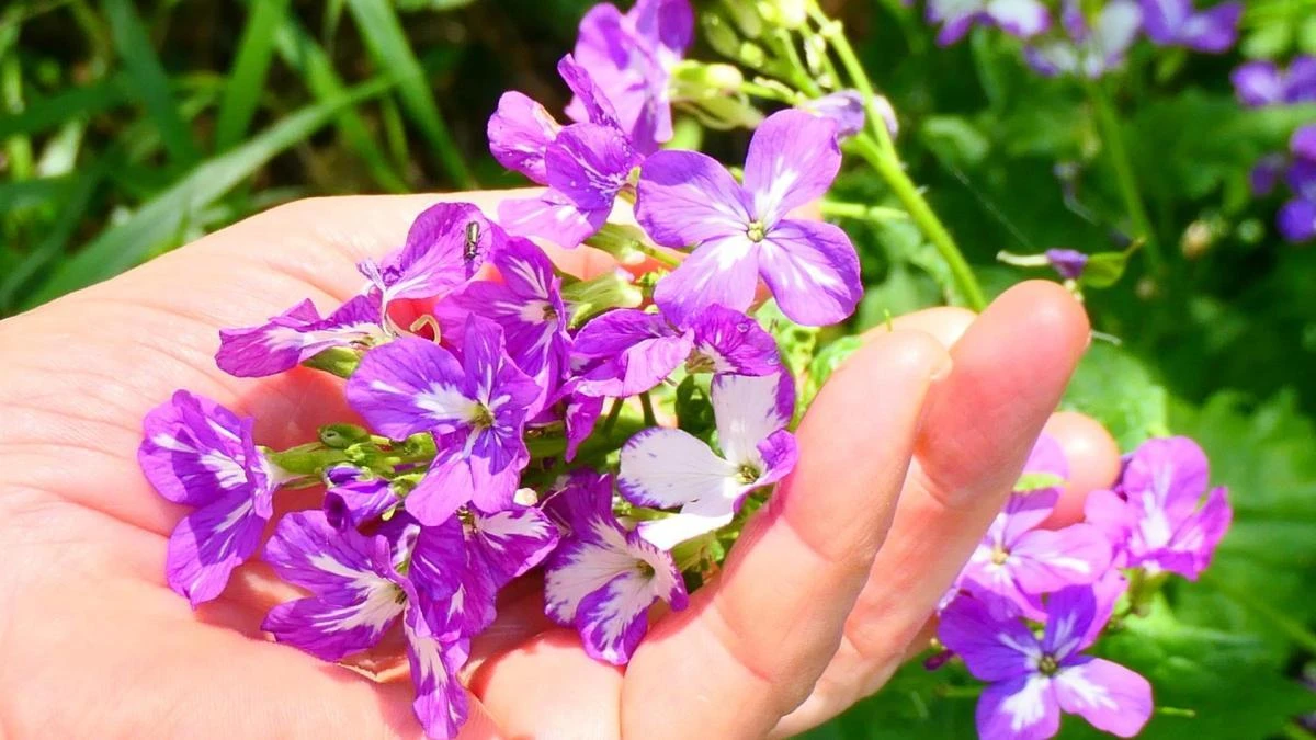 La juliana, oda natural al mestizaje