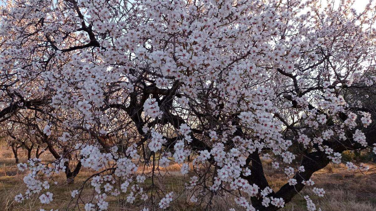 La tempranera almendra largueta