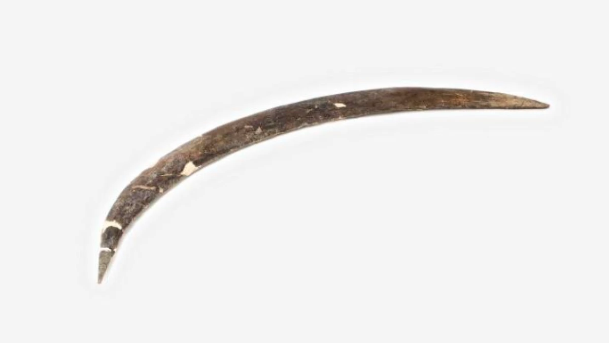 El bumerán más antiguo del mundo tiene unos 40.000 años, fue descubierto en una cueva de Polonia y está hecho con colmillo de mamut