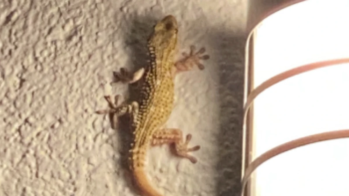 La provechosa visita nocturna del Gecko