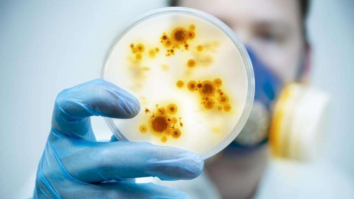 Sorpresa en la microbiota: la mayoría de bacterias asociadas a enfermedades son inocuas