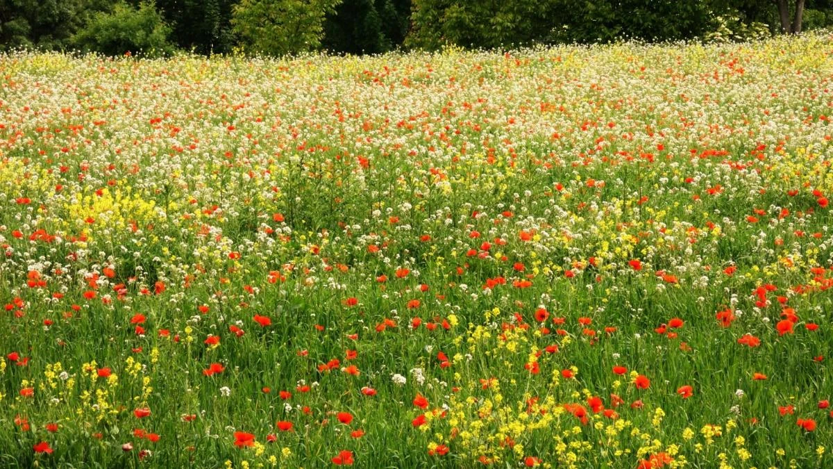 La primavera como pintada de Torelló