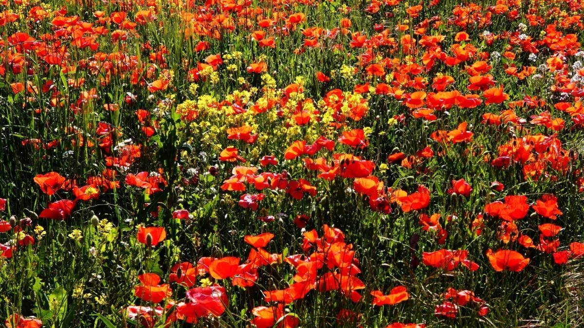 El jardín natural del Puig de Torelló