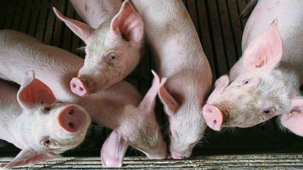 Aragón urge a Sánchez a negociar de forma “prioritaria e inmediata” con China para frenar los aranceles