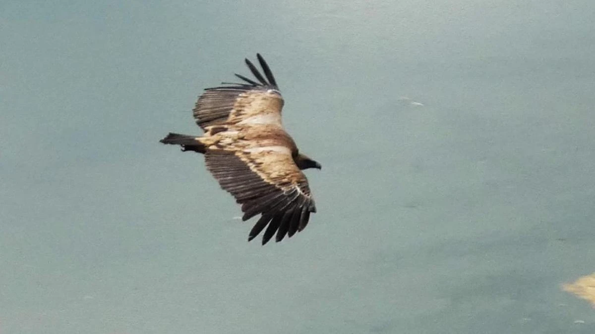El buitre leonado del pantano de Sau