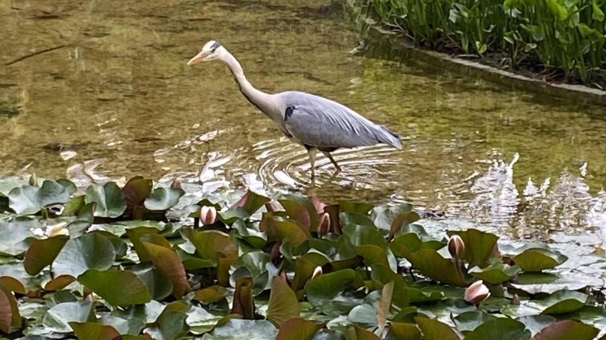 La garza real visita el Turó Park