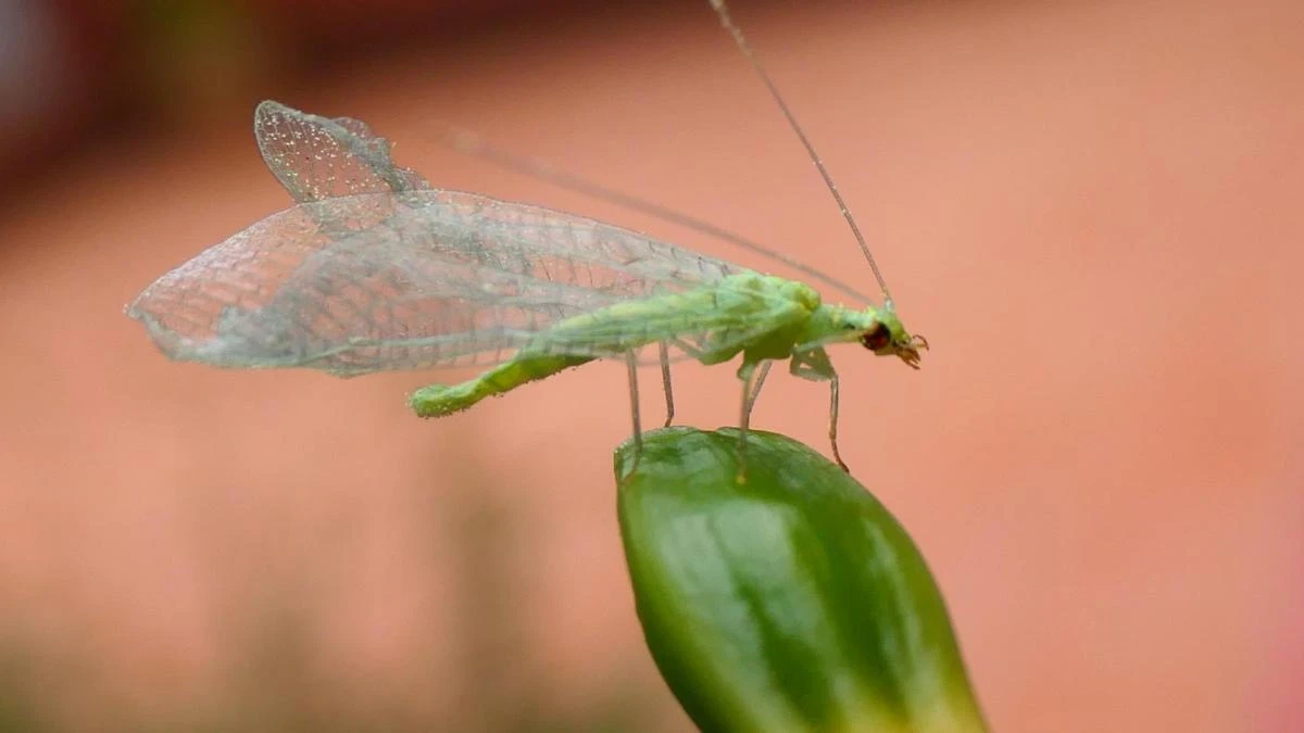 La intensa primavera de la crisopa verde