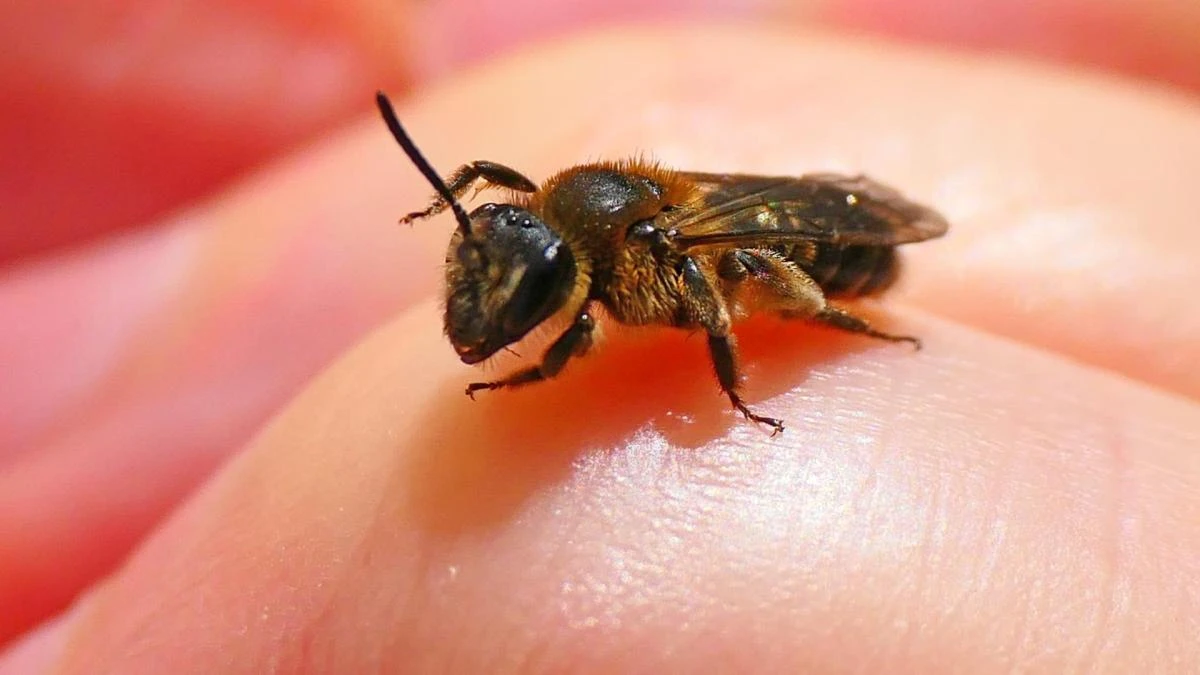 La ingeniería de la abeja albañil