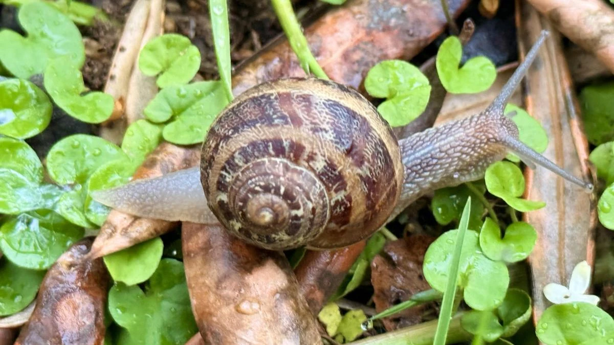 ¿Por qué el caracol sale cuando llueve?