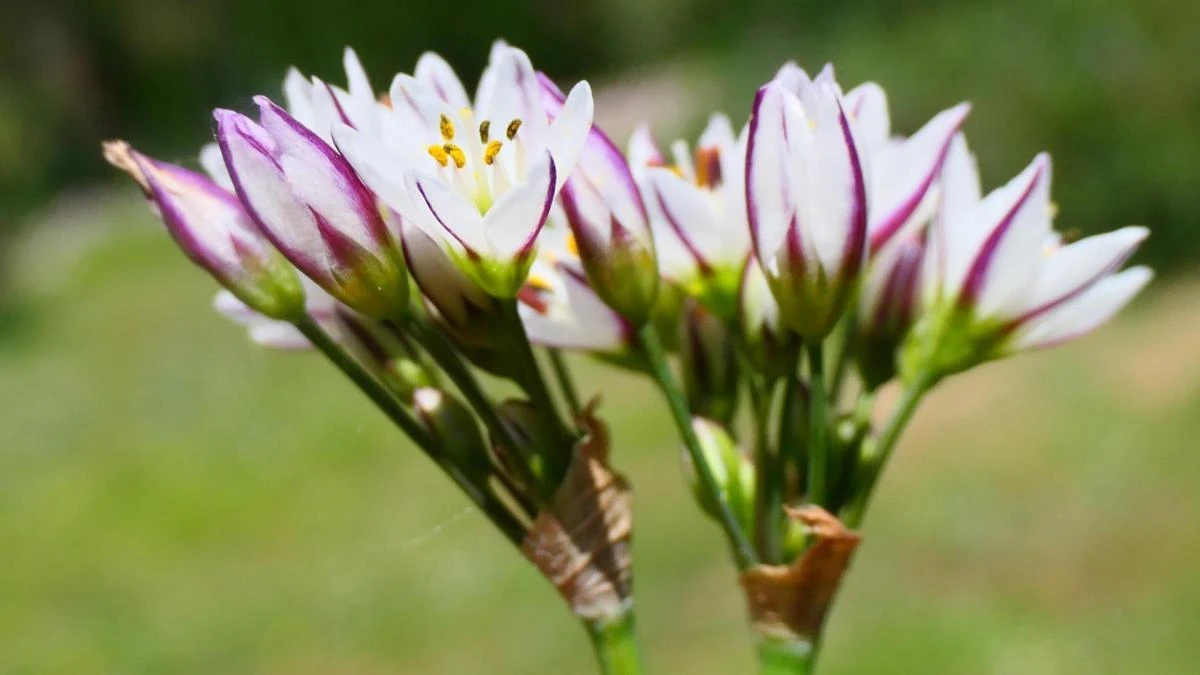 ¿A qué huelen las flores de ajo silvestre?