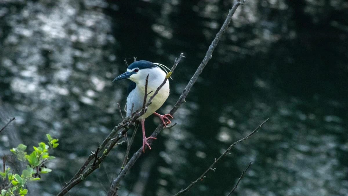 El martinete ya se hace notar en el río Ter
