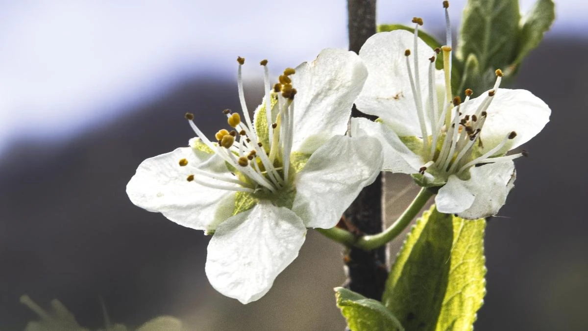 Pirineo aranés: la primavera desigual