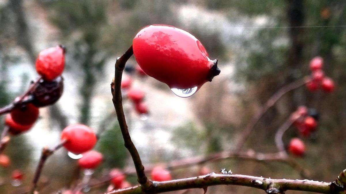 Las gotas rojas de Granera