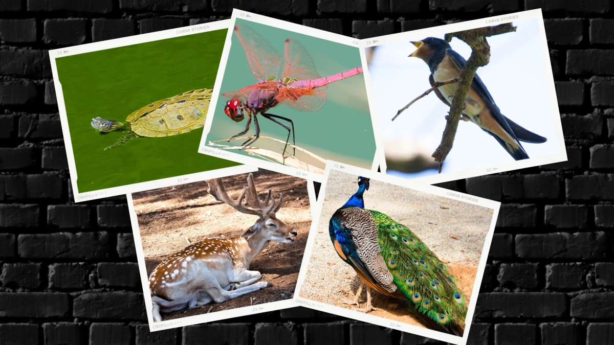 La fauna exótica del Parc Samà