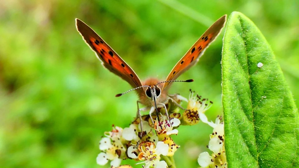 Dos curiosidades sobre las mariposas, ¿de dónde surgen sus colores y por qué son beneficiosas?
