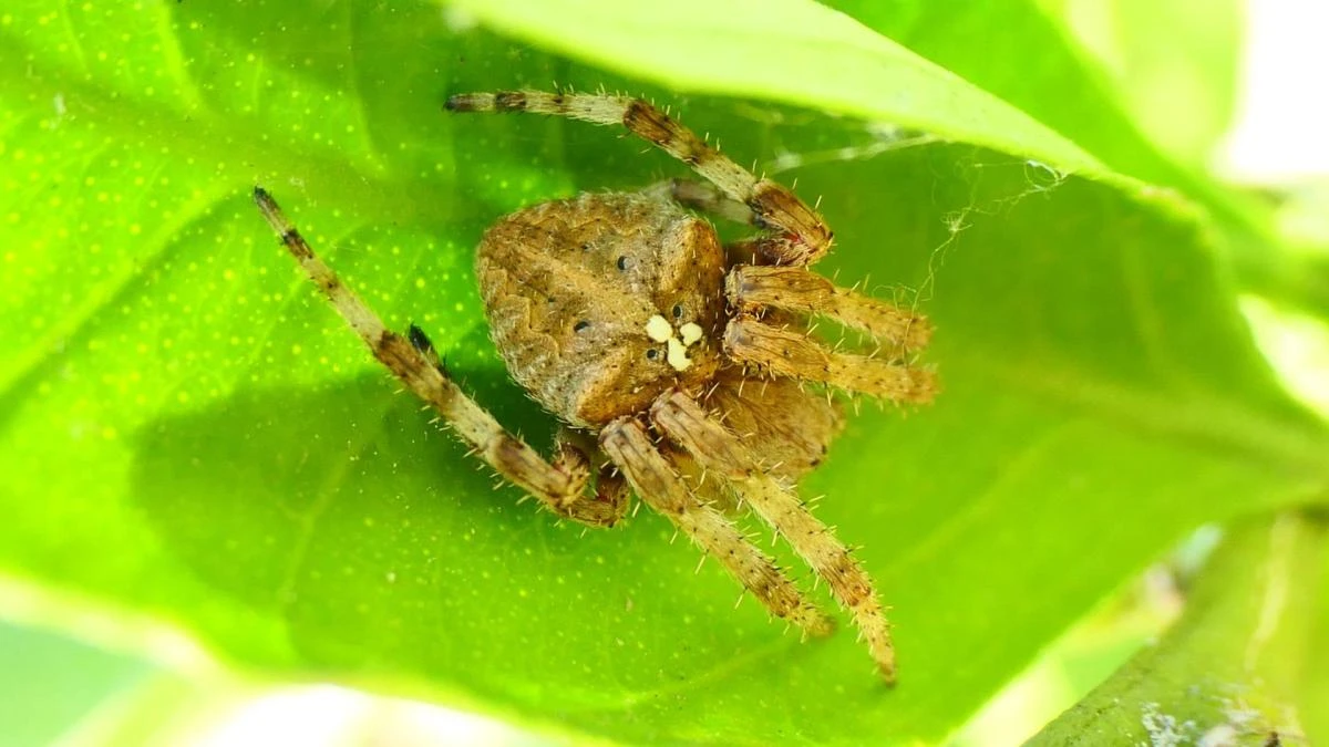 La prodigiosa ingeniería del refugio de la araña tejedora laberíntica