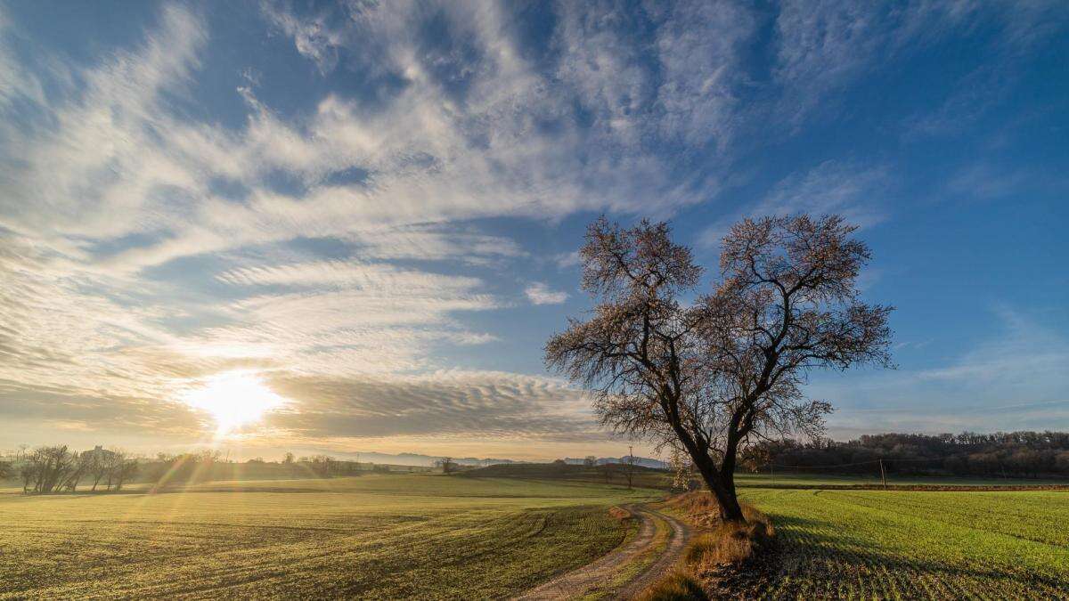 El sol atraído por el viejo almendro