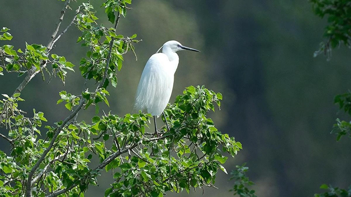 La belleza blanca de los meandros del Ter