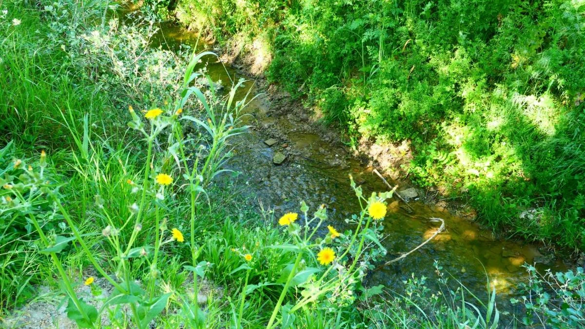 La pequeña selva de la riera de Llitrà