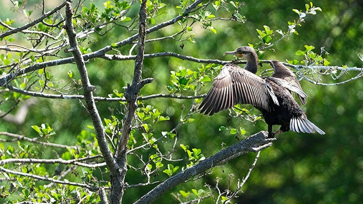 El proceso de secado al sol del cormorán