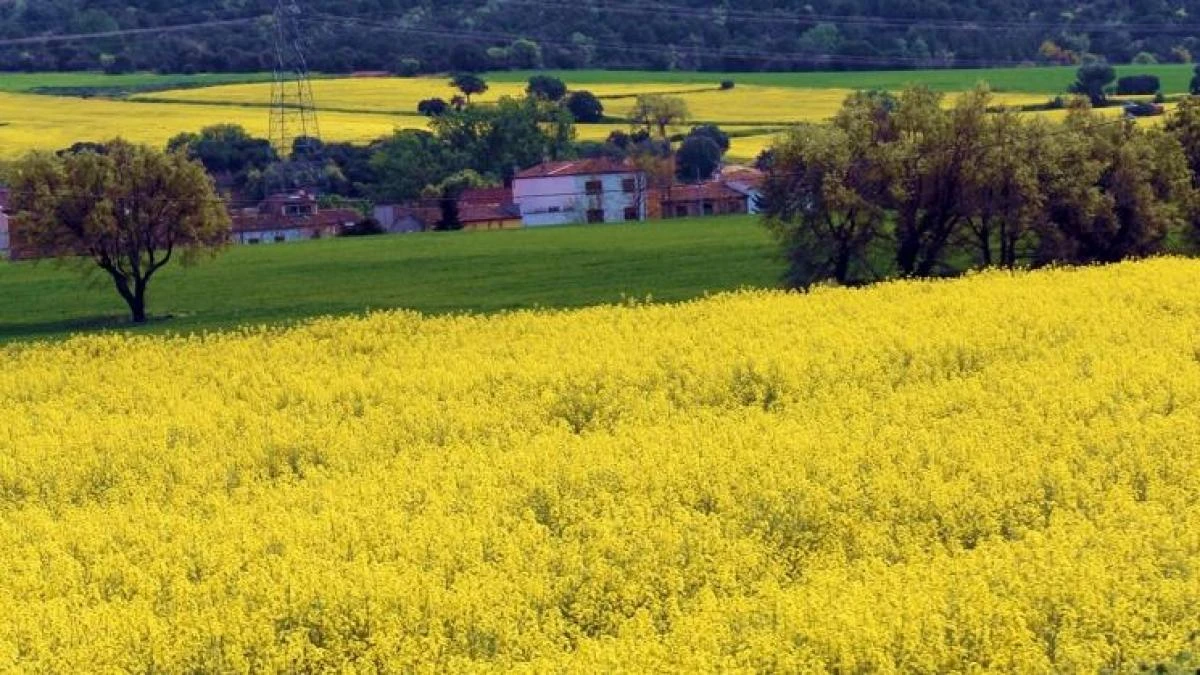 Armonía paisajística entre verde y amarillo