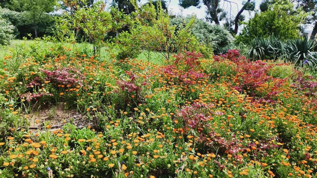 El lenguaje primaveral de la flor