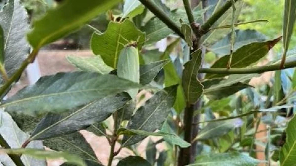 Reto visual: ¿Eres capaz de encontrar a la mariposa en menos de 30 segundos?