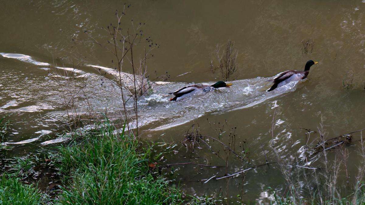 Los patos de Vallvidrera llegaron para quedarse