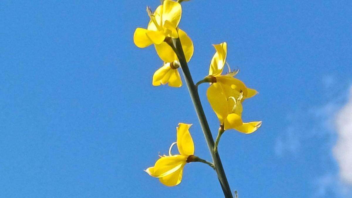 La retama ya anuncia la primavera