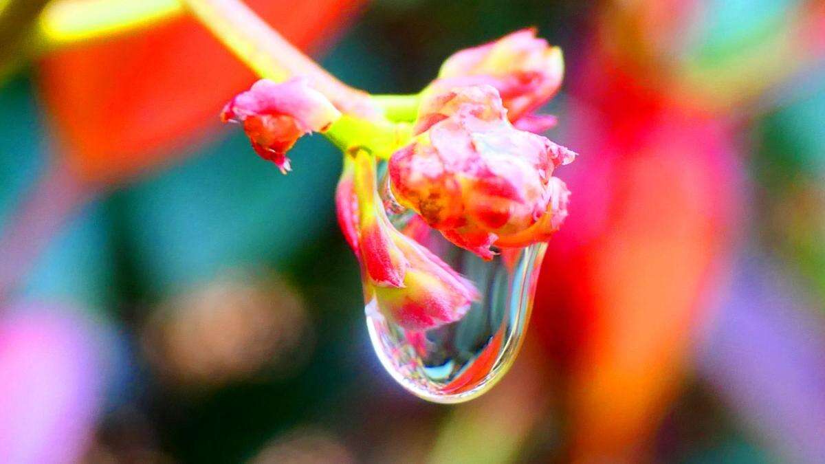 ¿Qué hay en una gota de agua y no podemos ver?