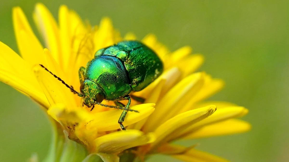 El escarabajo de las flores amarillas