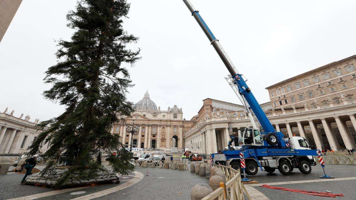 Activistas piden al Papa frenar la tala de un árbol centenario destinado a la plaza de San Pedro