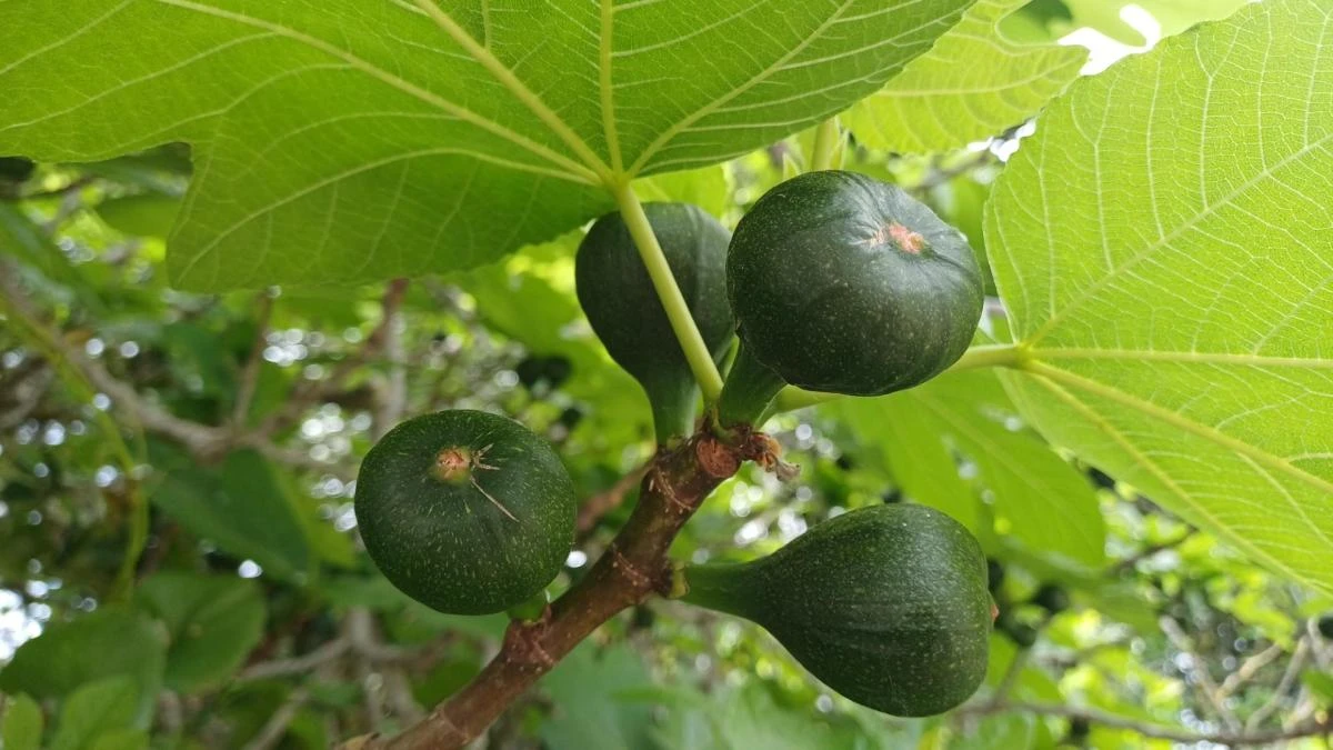 El secreto verde de los higos
