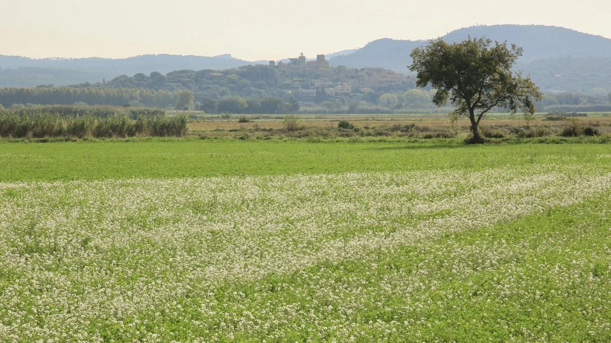 Otoño primaveral en el Baix Empordà