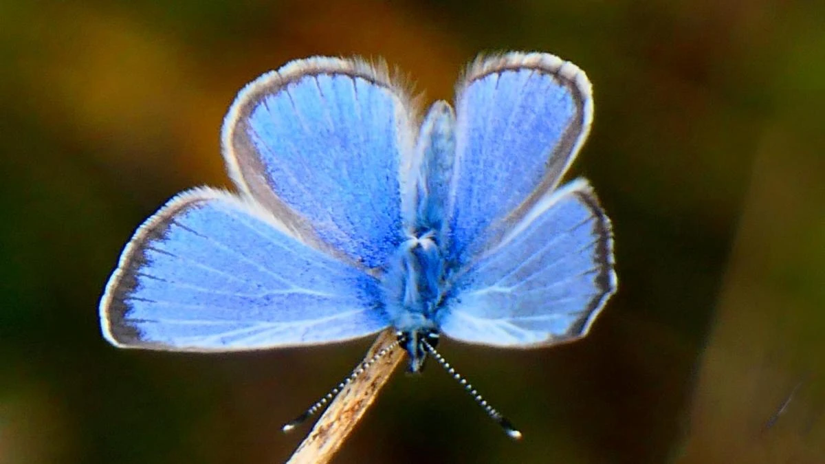 La mariposa que parece una flor