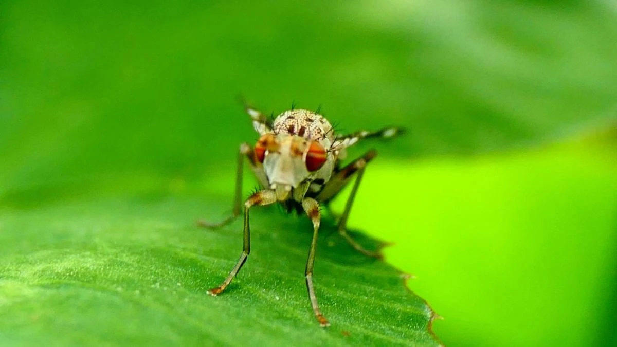 La mosca enemiga de los caracoles