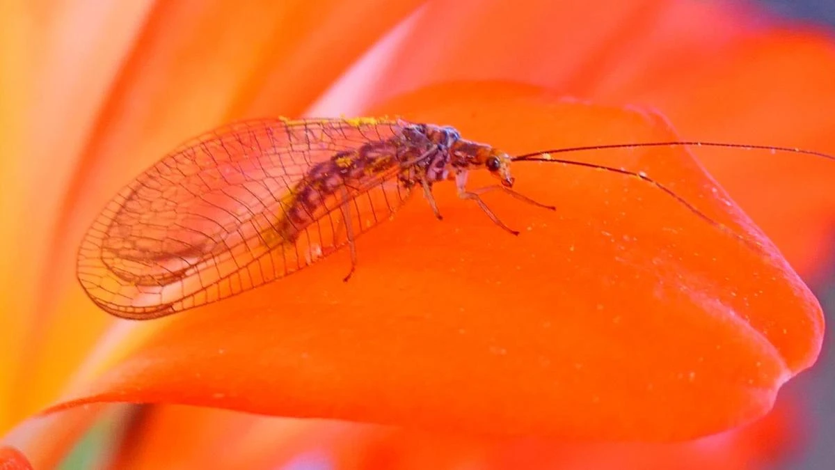 ¿Por qué cambia de color la crisopa?