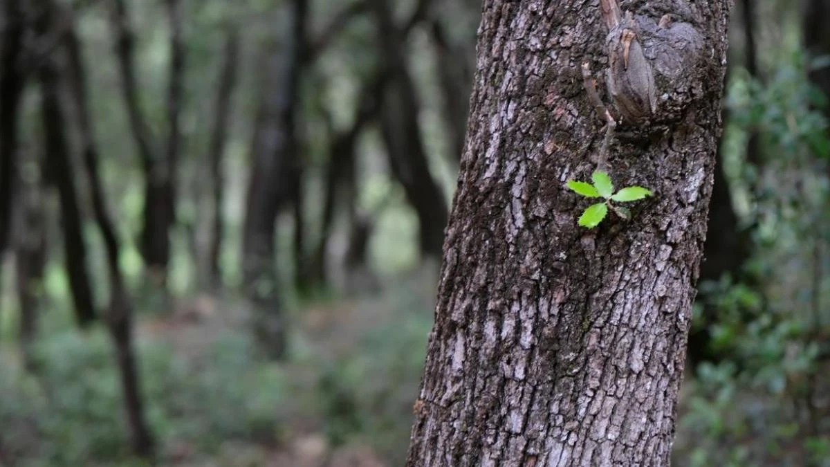La gran simbología de la primavera