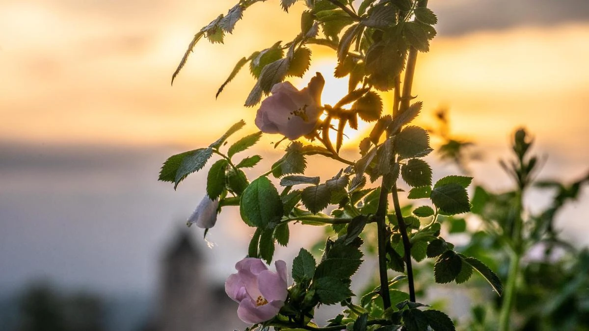 El todo en uno de la primavera