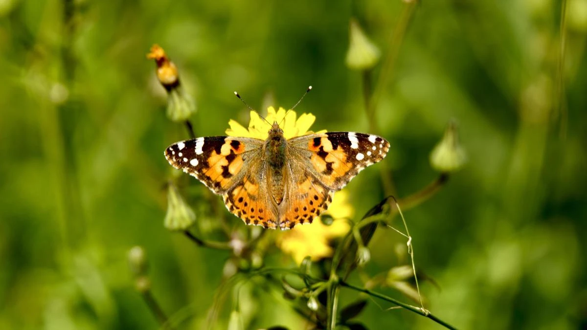 Tiempo de mariposas en el Empordà